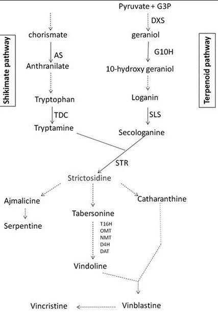 Vincristine Sulfate flow chart