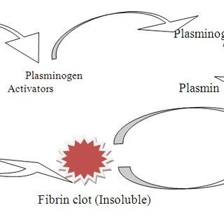 Lumbrokinase function 2