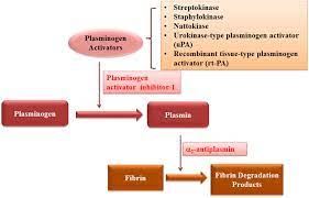 Lumbrokinase function 3