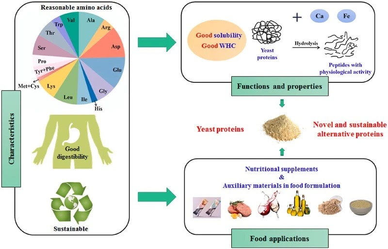 The application of Yeast Protein The application of Yeast Protein